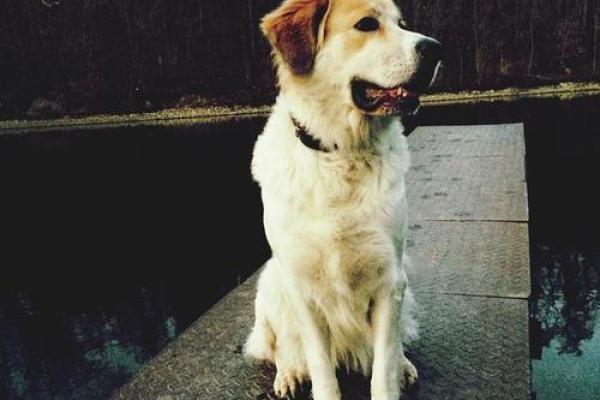 山头火命狗佩戴的吉祥物与风水奥秘探秘 山头火命狗佩戴的吉祥物与风水奥秘探秘