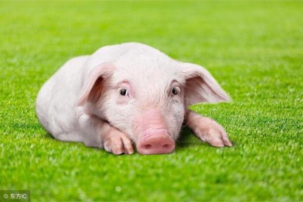 猪宝宝出生的命运如何？看这里了解五行八字的秘密！