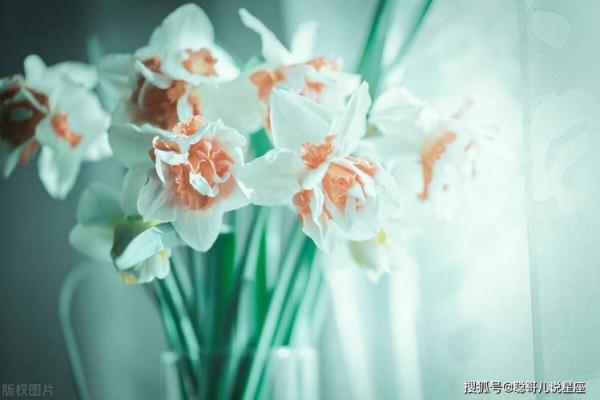 摩羯座女性的命运:坚韧与智慧的碰撞,成就人生辉煌 摩羯座女性的命运:坚韧与智慧的碰撞,成就人生辉煌