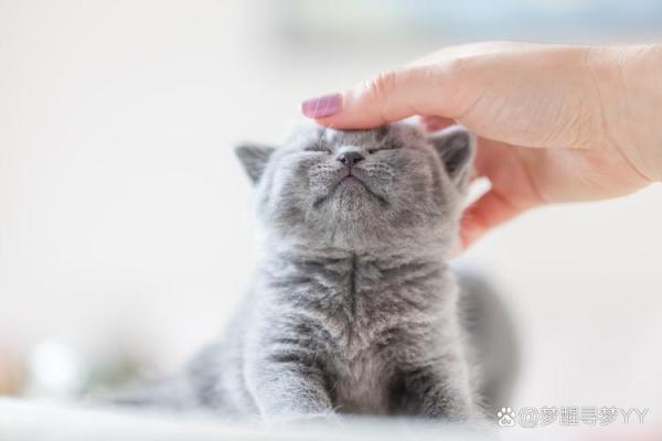 探索农历生日背后的命运密码,揭示人生秘密之旅! 探索农历生日背后的命运密码,揭示人生秘密之旅!