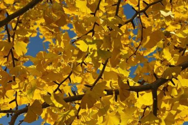 命中注定的双妻缘,探索命里藏的秘密 命中注定的双妻缘,探索命里藏的秘密