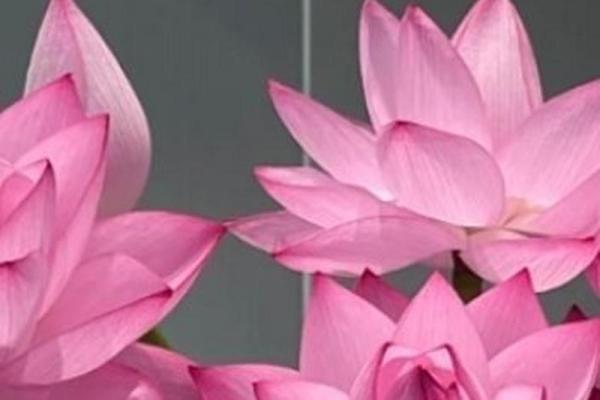 28岁金命之年：如何迎接运势的巅峰与转机