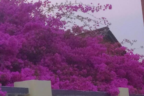 上上签菊花命：解读命运里的独特花语与人生哲学