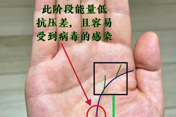 从手掌看你是什么命，揭示生命中的秘密与未来的方向