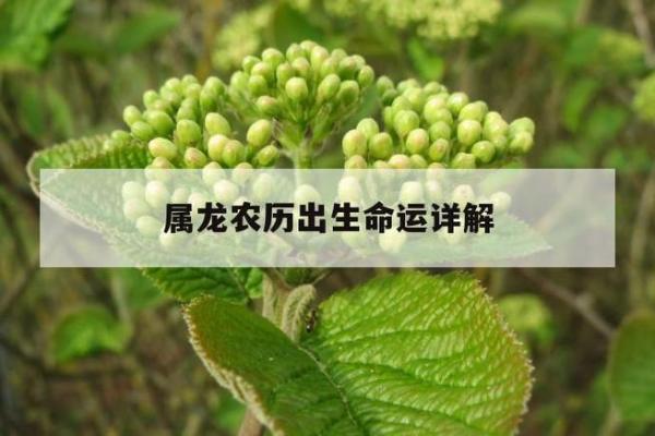 1988年属龙：正月出生的命运与性格解析