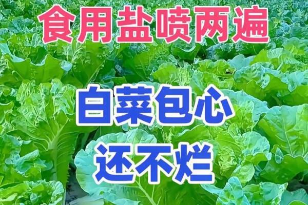 白菜腐烂的原因与对应药剂如何选择与使用指南