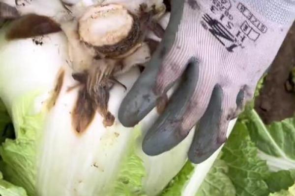 白菜腐烂的原因与对应药剂如何选择与使用指南