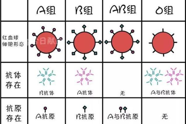 揭秘血型与财富的秘密：哪个血型男人最有钱命？
