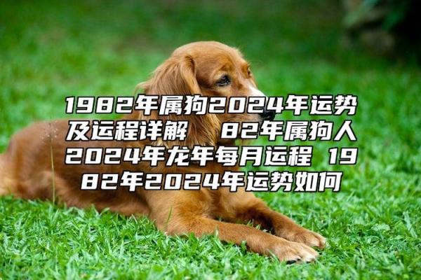 2023年运势如何？解读70属狗之人的命运与性格!