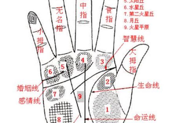 头发较低，命运何在？探秘生活与运势的关系