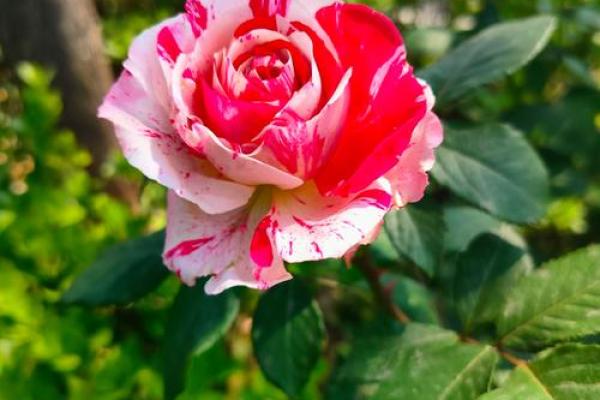 探索绿色品质命格的奥秘与意义：解密自然赋予我们的独特特征