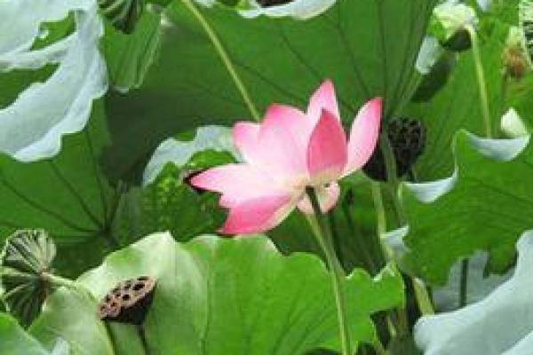 属鸡山下火命：如何旺运提升事业与生活