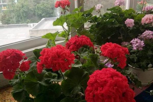 火命人的植物选择：再添生机，花香四溢的园艺之旅