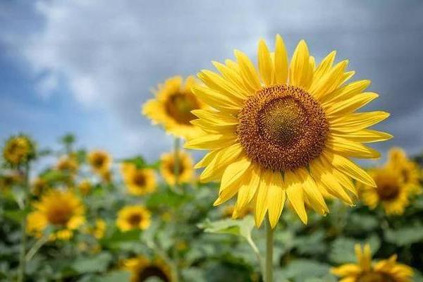 土命人的色彩选择：为你的人生增添好运的颜色