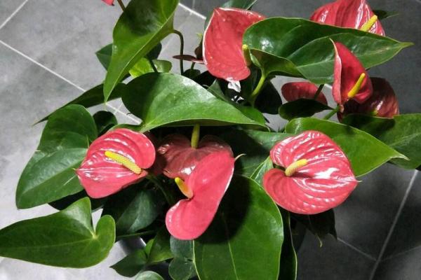 红掌花语：适合哪些命的人以及养护经验分享