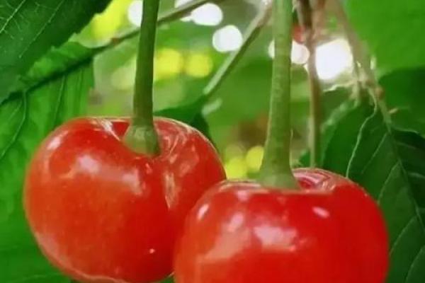 探秘石榴木命：喜爱哪些颜色才能让生活更加精彩？