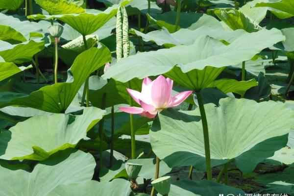 士命之衣：颜色与命运的深刻联系