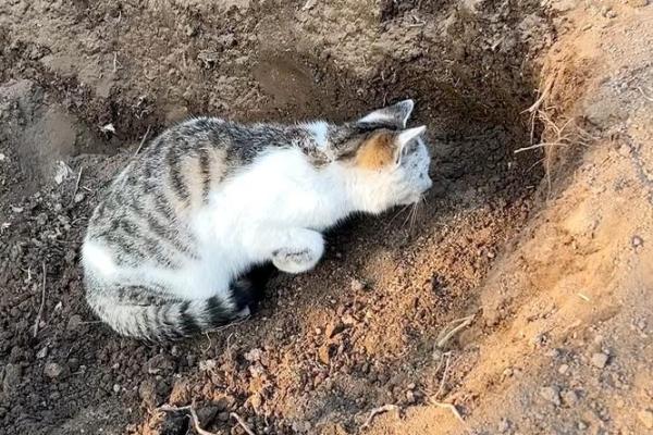 木命鼠适合的理想职业探索：从自然到创造力的无限可能