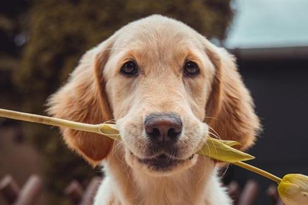 探秘2018年狗狗的命理与运势：你的狗狗属于哪种命？