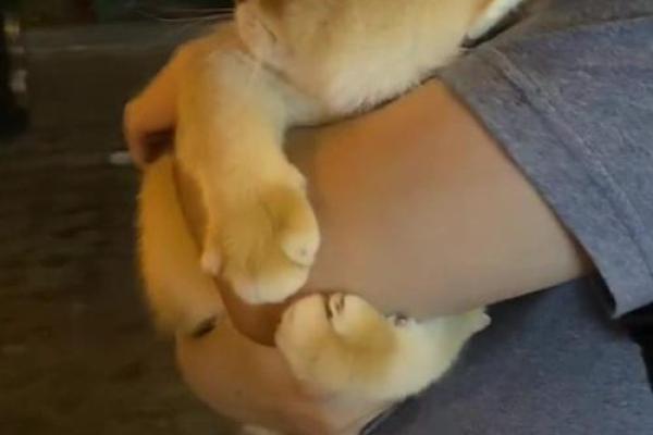 命格清纯之象征：白色动物的灵性世界探秘