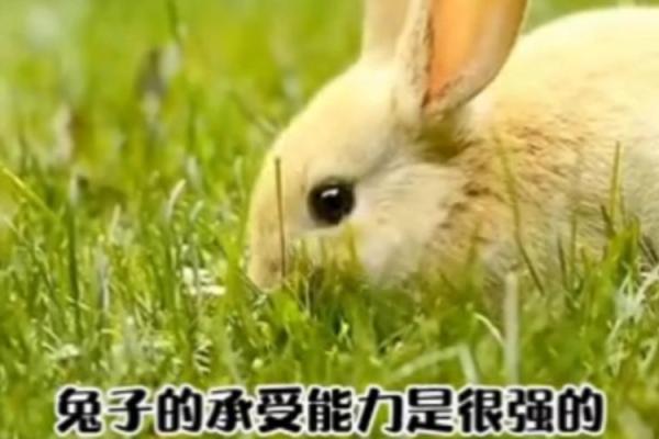 兔子与公主的命运：探究生活的不同选择与归属