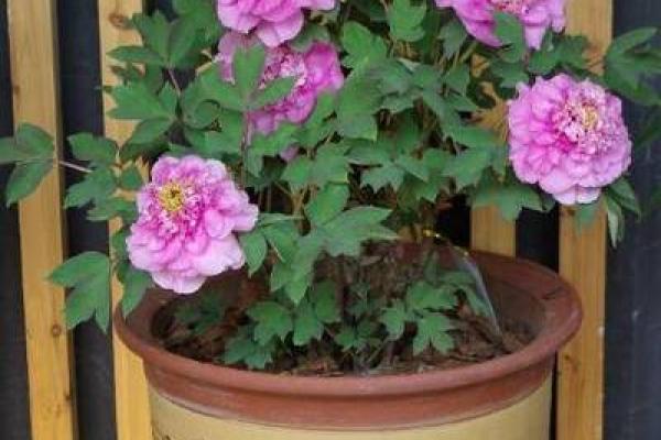 属什么命适合种花木：揭开花木与生肖命理的神秘面纱