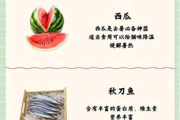 为何养猫改命不好？揭开背后的秘密与误区