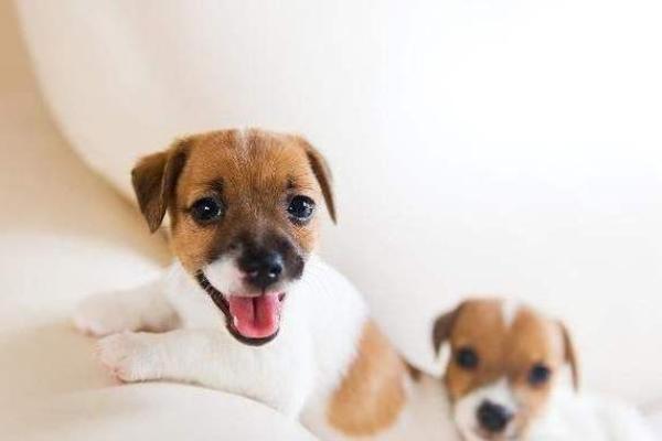 2019年属狗与属猪的命运分析：如何更好地规划未来生活！