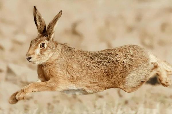 命理与饮食：哪些人不能吃兔肉？