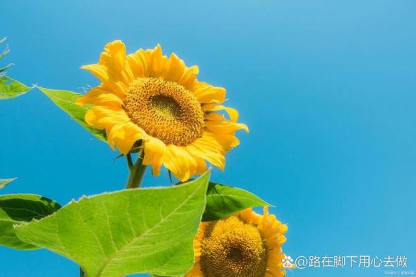 什么才是真正的命不好：揭开命运的面纱与自我的解救