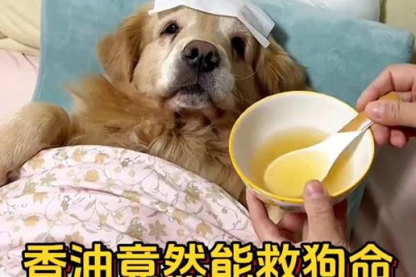 属狗女1994的命运解析：聪明与坚韧的结合