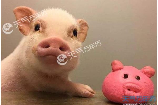 2019猪年正月的命理解析：生肖与五行的深刻联系