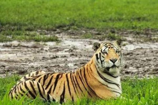 属虎1975年出生的人命运分析与生活指南