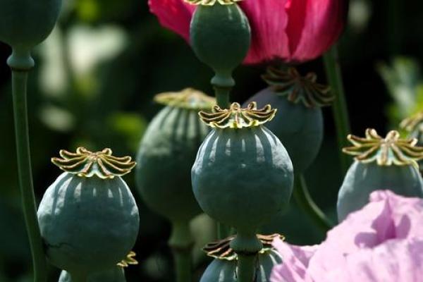 癸酉年命卦象解析：如何选择最适合的命卦助运人生