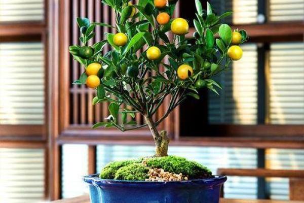 命里带金的花卉：美好寓意与风水价值