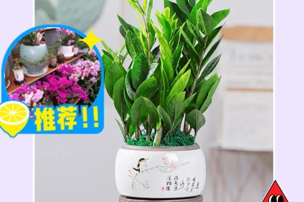 金命人家中适合摆放的植物种类与摆放技巧解析