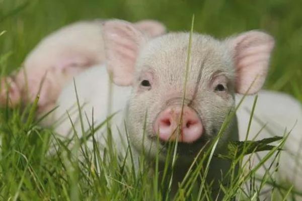 属猪人生：探秘1963年出生的猪年命运与性格特征