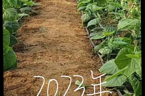 2023兔年女孩的命运与未来：她们的性格、挑战与机遇