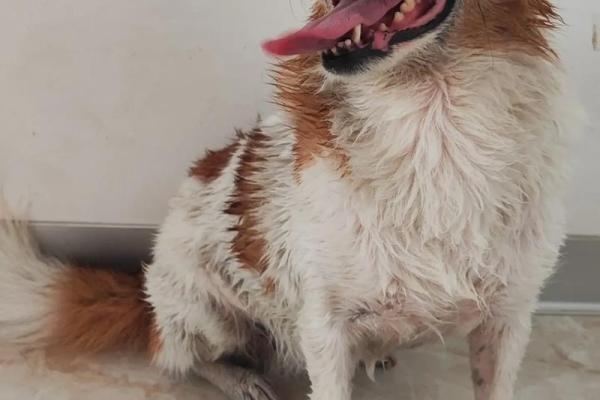 2018年冬月出生的狗命运解析与人生启示