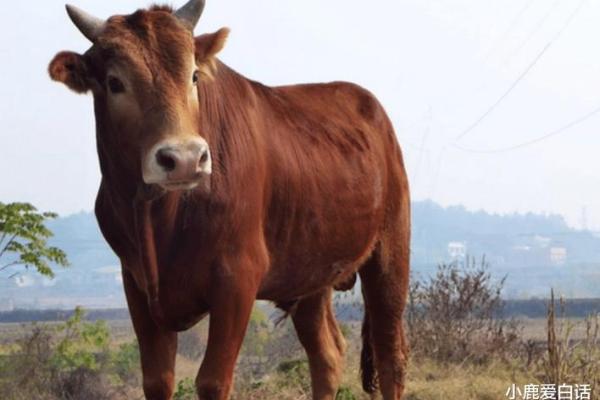 生肖牛命运低谷：探索背后的深层原因与应对之道