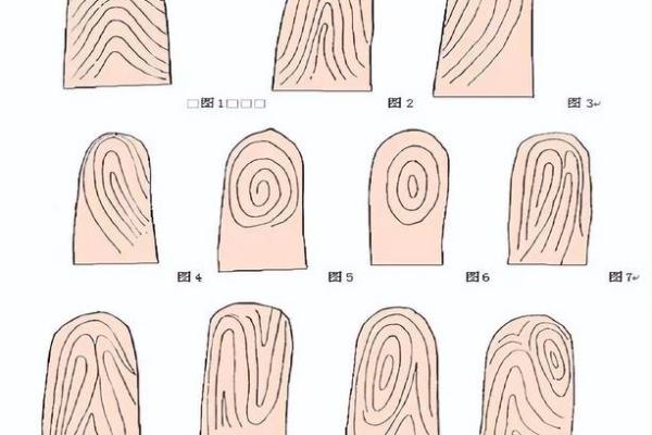 指纹与命运：解密手指纹路背后的秘密与说法