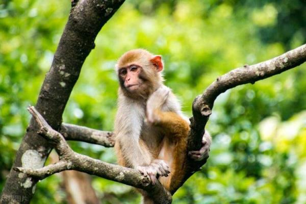 2016年属猴宝宝的命运解析：揭秘命理与性格的奥秘