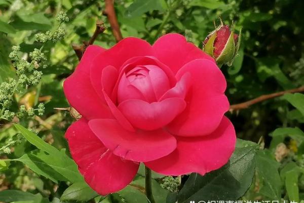 1990年正月三十出生的命运解析与人生启示 1990年正月三十出生的命运解析与人生启示