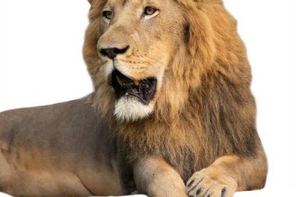 探秘分金克仙命:揭开命理中的神秘面纱 探秘分金克仙命:揭开命理中的神秘面纱