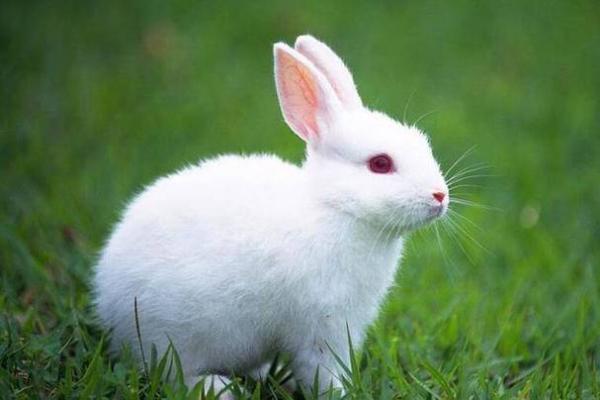 揭示巳时兔子的命运与性格特点：一个神秘的生肖解析