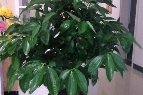 根据命属性选择养殖树木,提升生活运势的智慧之道 根据命属性选择养殖树木,提升生活运势的智慧之道