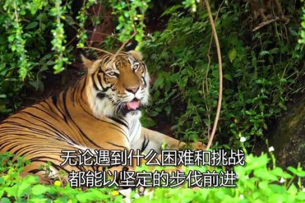 属虎人的命运解析:如何发挥虎年的优势与潜能 属虎人的命运解析:如何发挥虎年的优势与潜能