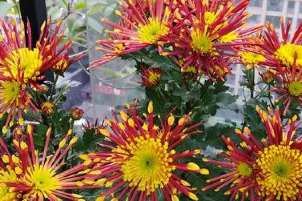 2019年是什么命?解读猪年带来的吉祥与挑战! 2019年是什么命?解读猪年带来的吉祥与挑战!