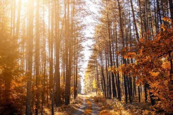 1939年出生的命运:揭示阳光与阴影中的人生旅程 1939年出生的命运:揭示阳光与阴影中的人生旅程