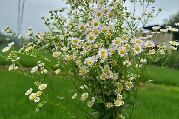 探秘命盘:揭示婚姻不幸的背后原因 探秘命盘:揭示婚姻不幸的背后原因